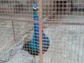 Peacock is a so beautiful and caught in cage