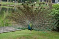 The peacock shows its tail Royalty Free Stock Photo