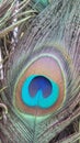 Peacock beautiful feather