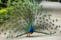 Peacock 10