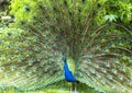 Is the peacock beautiful peacock