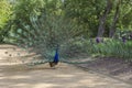 Peacock with beautiful plumage stands on a path in the park Royalty Free Stock Photo