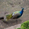 Peacock beautiful purple color walks the earth Nature, ornithology,