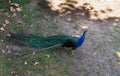 Peacock , beautiful representative exemplar of male peacock Royalty Free Stock Photo