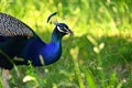 Peacock. Beautiful shot of a bird in the grass