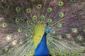 Peacock with beautiful tail Royalty Free Stock Photo