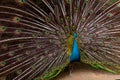 Peacock with beautiful tail Royalty Free Stock Photo