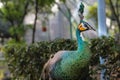 Peacock the beauty in Nature