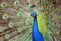 Peacock Beauty Pavo Cristatus with Outstretched Wings