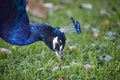 Peacock beauty portrait closeup with blue feathers and beautiful headdress