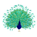 Peacock beauty tropical bird on a white background watercolor vintage vector illustration editable