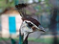 A peacock