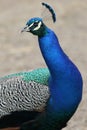 Peacock Bird Royalty Free Stock Photo