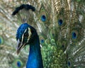 Peacock bird Stock Photos.  Peacock bird head close-up profile view portrait.  Peacock bird, the beautiful colorful bird Royalty Free Stock Photo