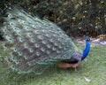 Peacock bird Stock Photos.  Peacock bird close-up profile view displaying its feathers.  Peacock bird, the beautiful colorful bird Royalty Free Stock Photo