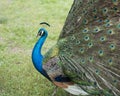 Peacock bird Stock Photos.  Peacock bird close-up profile view. Peacock bird, the beautiful colorful bird Royalty Free Stock Photo