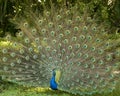 Peacock bird stock photos. Image. Portrait. Picture. Colourful bird. Beautiful bird. Blue and green plumage. Fan tail Royalty Free Stock Photo