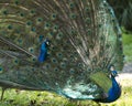 Peacock bird stock photos. Image. Portrait. Picture. Colourful bird. Beautiful bird. Blue and green plumage. Fan tail. Courtship Royalty Free Stock Photo