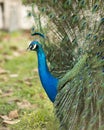 Peacock bird stock photos. Image. Portrait. Picture. Colourful bird. Beautiful bird. Blue and green plumage. Fan tail. Courtship Royalty Free Stock Photo