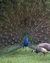 Peacock bird Stock Photos.  Peacock bird close-up profile view. Peacock bird, the beautiful colorful bird Royalty Free Stock Photo