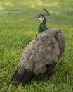 Peacock bird Stock Photos.  Peacock bird close-up profile view. Peacock bird, the beautiful colorful bird Royalty Free Stock Photo