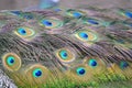Peacock bird colorful feather - pattern Royalty Free Stock Photo