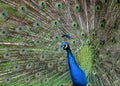 Peacock bird detail