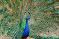 Peacock Bird Displaying Out Spread Tail Feathers With Colorful Plumage In Zoo Park. Wild Animal In Nature