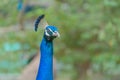Peacock Bird Displaying Out Spread Tail Feathers With Colorful Plumage In Zoo Park. Wild Animal In Nature