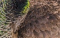 Peacock bird fenders close up.