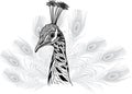 Peacock Bird Head As Symbol For Mascot Or Emblem Design