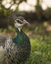 Peacock bird Stock Photos.  Peacock bird close-up profile view. Peacock bird, the beautiful colorful bird. Head close-up.  Image. Royalty Free Stock Photo