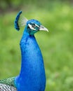 Peacock bird Stock Photos.  Peacock bird head close-up profile view. Peacock bird, the beautiful colorful bird Royalty Free Stock Photo