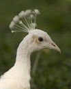 Peacock bird Stock Photos. Peacock bird head close-up profile view. Peacock white colour bird. Portrait. Image. Picture