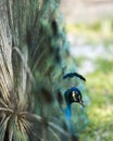 Peacock bird Stock Photos.  Peacock bird head close-up profile view. Peacock bird, the beautiful colorful bird. Image. Portrait. Royalty Free Stock Photo