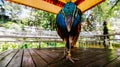 Peacock in bird`s park, looking at camera