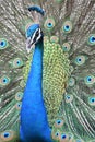 Peacock bird spread feathes closeup Royalty Free Stock Photo