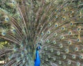 Peacock bird stock photos. Image. Portrait. Picture. Colourful bird. Beautiful bird. Blue and green plumage. Fan tail. Courtship Royalty Free Stock Photo