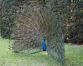 Peacock bird stock photos. Image. Portrait. Picture. Colourful bird. Beautiful bird. Blue and green plumage. Fan tail. Courtship. Royalty Free Stock Photo