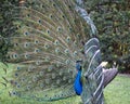 Peacock bird stock photos. Image. Portrait. Picture. Colourful bird. Beautiful bird. Blue and green plumage. Fan tail. Courtship. Royalty Free Stock Photo