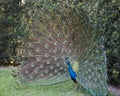 Peacock bird stock photos. Image. Portrait. Picture. Colourful bird. Beautiful bird. Blue and green plumage. Fan tail. Courtship. Royalty Free Stock Photo