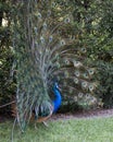 Peacock bird stock photos. Image. Portrait. Picture. Colourful bird. Beautiful bird. Blue and green plumage. Fan tail. Courtship. Royalty Free Stock Photo