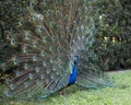 Peacock bird stock photos. Image. Portrait. Picture. Colourful bird. Beautiful bird. Blue and green plumage. Fan tail. Courtship. Royalty Free Stock Photo