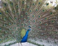 Peacock bird stock photos. Image. Portrait. Picture. Colourful bird. Beautiful bird. Blue and green plumage. Fan tail. Courtship Royalty Free Stock Photo