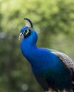 Peacock bird Stock Photos.  Peacock bird close-up profile view. Peacock bird, the beautiful colorful bird Royalty Free Stock Photo