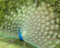 Peacock bird Stock Photos.  Peacock bird close-up profile view. Peacock bird, the beautiful colorful bird Royalty Free Stock Photo