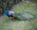 Peacock bird Stock Photos.  Peacock bird close-up profile view. Peacock bird, the beautiful colorful bird Royalty Free Stock Photo