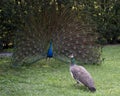 Peacock bird Stock Photos.  Peacock bird close-up profile view. Peacock bird, the beautiful colorful bird Royalty Free Stock Photo