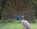 Peacock bird Stock Photos.  Peacock bird close-up profile view. Peacock birds, the beautiful colorful bird. Courtship Royalty Free Stock Photo