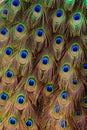 Peacock bird tail feathers in close up Royalty Free Stock Photo